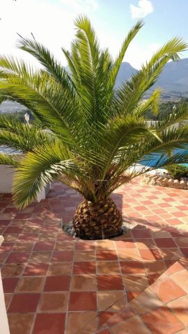 House in Jalon/Xalo - Vacation, holiday rental ad # 40951 Picture #3