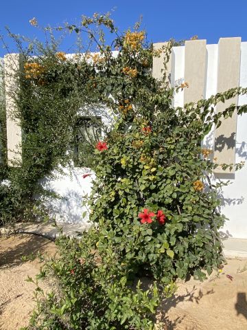 Huis in Djerba  - Vakantie verhuur advertentie no 58574 Foto no 15