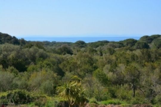 House in Palombaggia - Vacation, holiday rental ad # 64989 Picture #5
