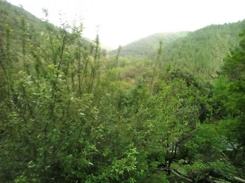 Gite in Le chambon - Vacation, holiday rental ad # 1024 Picture #19