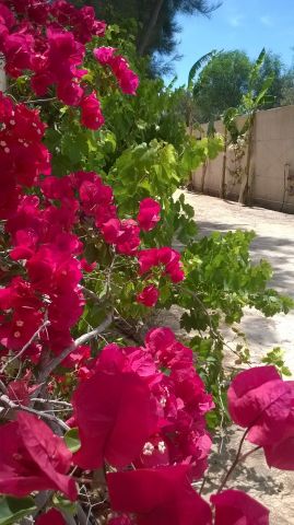 Maison  Djerba midoun - Location vacances, location saisonnire n11372 Photo n17