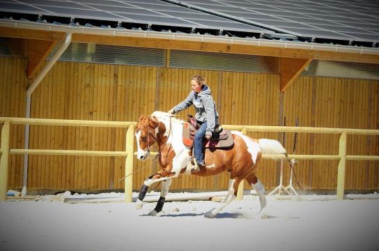 Vac sur ferme questre