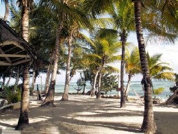 Plage soleil et cocotiers