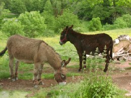 Ferme  Pradines pour  7 •   animaux accepts (chien, chat...) 