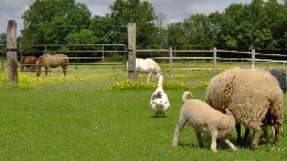 La bretonnire -    huisdieren toegestaan (hond, kat... ) 