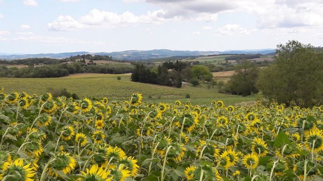 Bauernhof in Escueillens - Anzeige N  24568 Foto N13