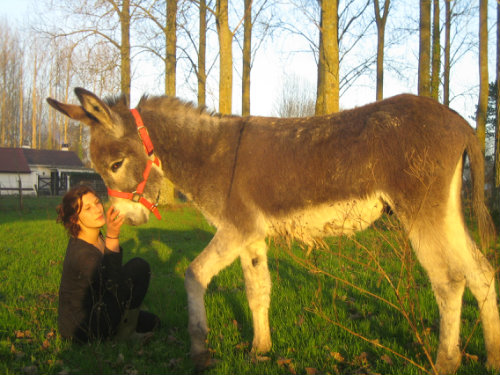 Gte & Chambres d'htes - A la ferme: Mer, Rivire & Animaux 03.21.81....