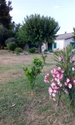 Maison  Linguizzetta - Location vacances, location saisonnire n32864 Photo n16