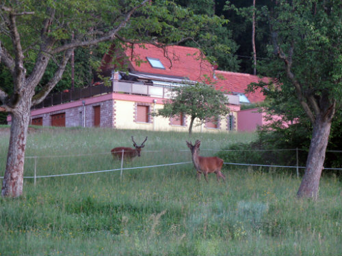 Oberhaslach -    animaux accepts (chien, chat...) 