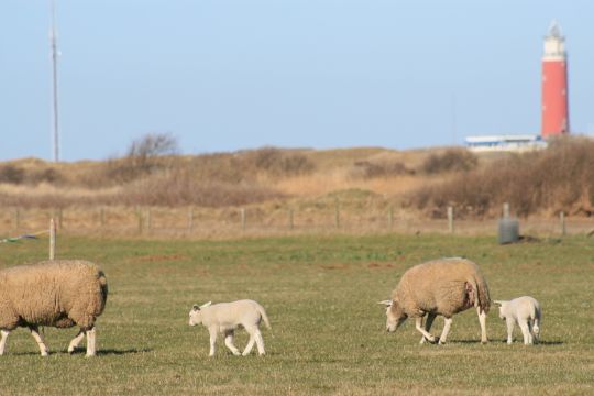 Maison à De Cocksdorp Texel - Location vacances, location saisonnière n°36919 Photo n°13