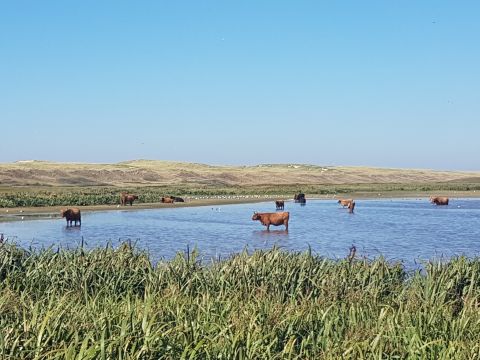 Talo (miss) De Cocksdorp Texel - Ilmoituksen yksityiskohdat:36919 Kuva nro18