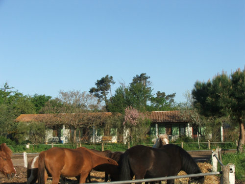 Casa rural 7 personas Dolus D'olron - alquiler