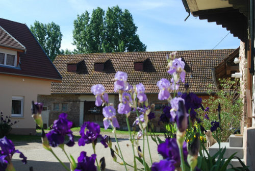 Casa rural en Kogenheim - Detalles sobre el alquiler n°54114 Foto n°12