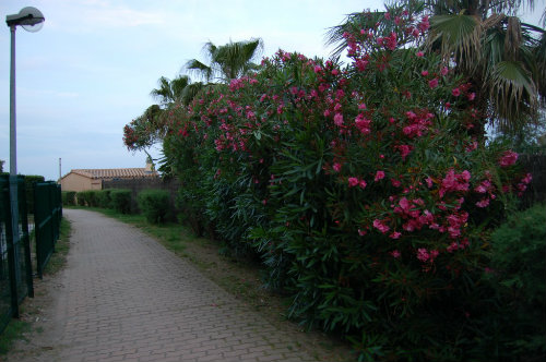 Maison à St cyprien  plage - Location vacances, location saisonnière n°54817 Photo n°16 thumbnail