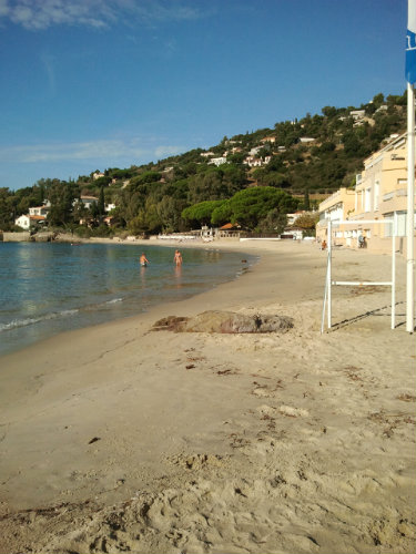 Studio in Le lavandou - Vacation, holiday rental ad # 56279 Picture #0 thumbnail
