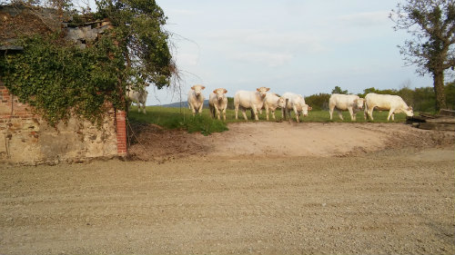 Boerderij in Bourbon lancy voor  6 •   binnenplaats 