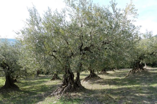 Casa rural en Valras - Detalles sobre el alquiler n56859 Foto n12