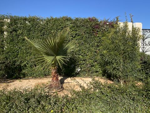 Maison à Djerba  - Location vacances, location saisonnière n°58574 Photo n°14 thumbnail
