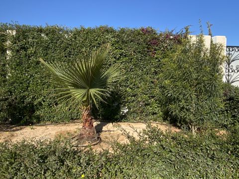 Casa en Djerba  - Detalles sobre el alquiler n58574 Foto n14