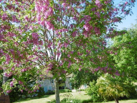 Ferme  Castanet - Location vacances, location saisonnire n62316 Photo n12