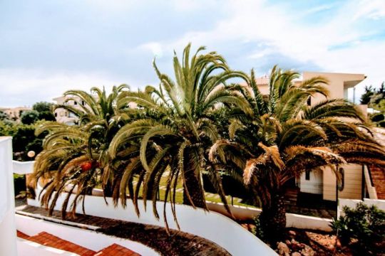 Apartamento en Alvor - Detalles sobre el alquiler n62673 Foto n5