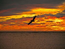 Fort myers beach -    vista al mar 