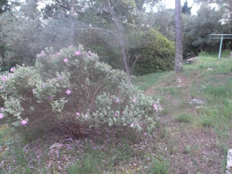 Maison  Nimes - Location vacances, location saisonnire n63146 Photo n3