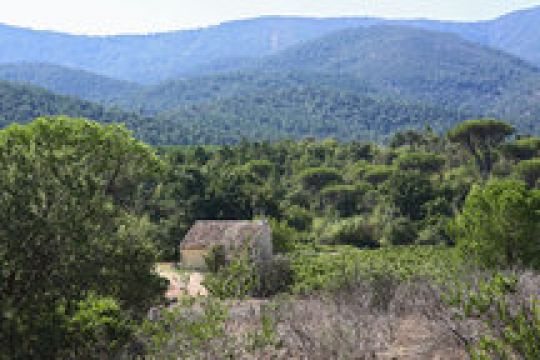Gite in La garde freinet - Vacation, holiday rental ad # 63527 Picture #3