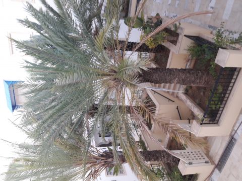 Appartement in Hammamet nord  - Anzeige N  63737 Foto N3