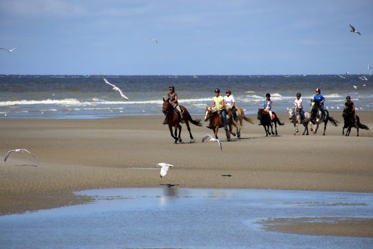 Huoneisto (miss) Fort-mahon-plage - Ilmoituksen yksityiskohdat:63888 Kuva nro4