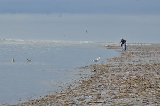 Huoneisto (miss) Fort-mahon-plage - Ilmoituksen yksityiskohdat:63888 Kuva nro8