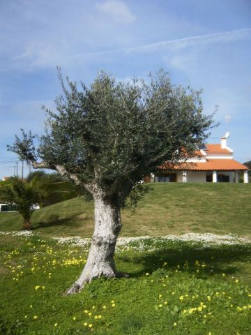 Maison  Pomares - Location vacances, location saisonnire n64021 Photo n6