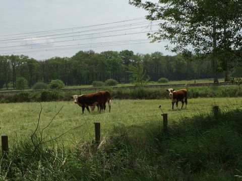 Ferme  Dalfsen - Location vacances, location saisonnire n64423 Photo n1