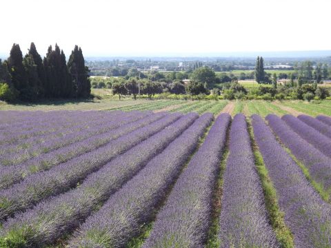 Ferme  Valreas - Location vacances, location saisonnire n64811 Photo n6