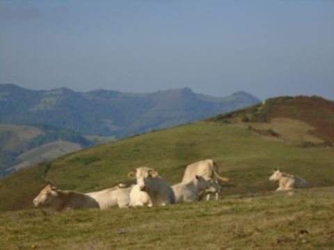 Casa rural en Lourdios-Ichre - Detalles sobre el alquiler n64832 Foto n17