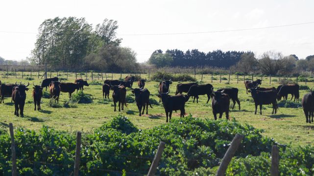 Casa rural en Sauve - Detalles sobre el alquiler n64984 Foto n5