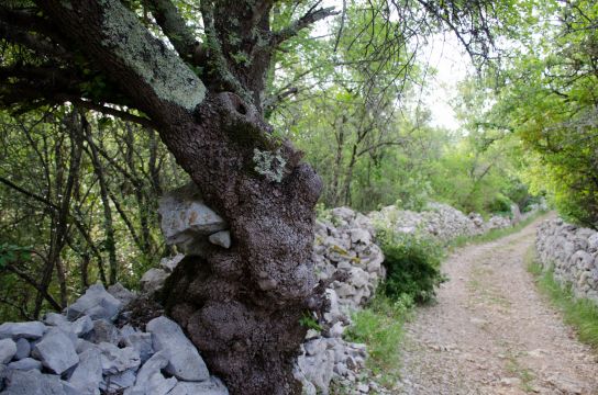 Casa rural en Anduze - Detalles sobre el alquiler n64990 Foto n12