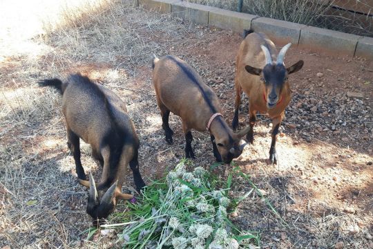 Ferme  Olho - Location vacances, location saisonnire n65795 Photo n18