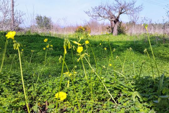 Bauernhof in Olho - Anzeige N  65795 Foto N7