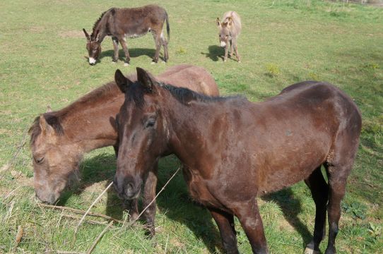 Bauernhof in Rieumes - Anzeige N  65831 Foto N5