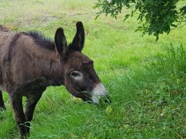 Boerderij in Rieumes voor  10 •   met terras 