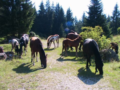 Ferme  Bnant Bernex - Location vacances, location saisonnire n66113 Photo n7