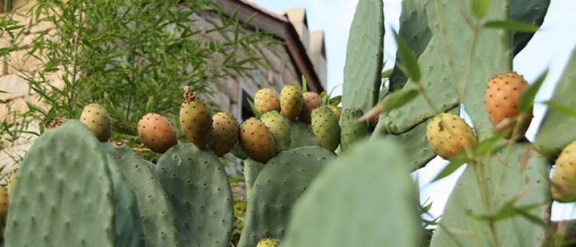 Casa en Figari - Detalles sobre el alquiler n66171 Foto n6