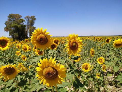 Farm in Utrera (Sevilla) - Vacation, holiday rental ad # 66310 Picture #5