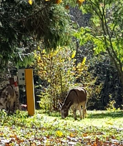 Casa de montaa en Saint Laurent de Cerdans - Detalles sobre el alquiler n66563 Foto n3