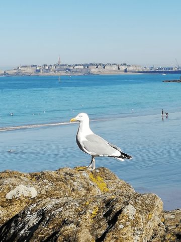 Stacaravan in Dinard - Vakantie verhuur advertentie no 66797 Foto no 13