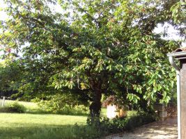 Gite  Saint martin des combes pour  4 •   avec piscine partage 