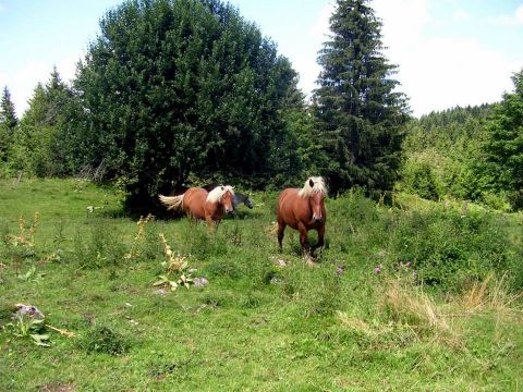 Gite in Hauterive-la-Fresse - Vakantie verhuur advertentie no 67348 Foto no 13