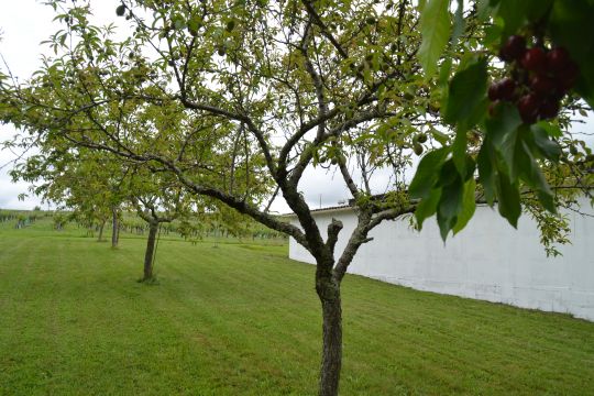  en Saint-Laurent-du-plan - Detalles sobre el alquiler n67985 Foto n0