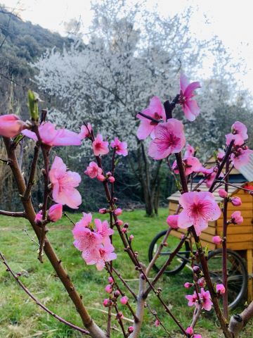 Bed and Breakfast in Caunes minervois - Vakantie verhuur advertentie no 68515 Foto no 5